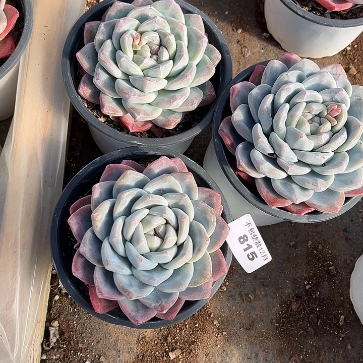 阿雅园艺。     815冰玉