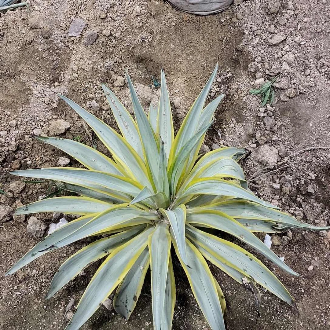 顶***呱4575银河瑕疵一颗11111