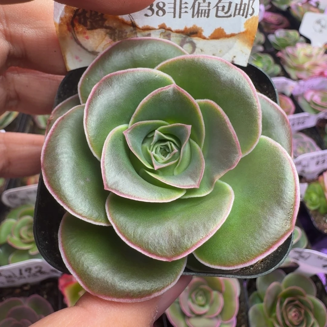 楹楹-116冠幅   5cm