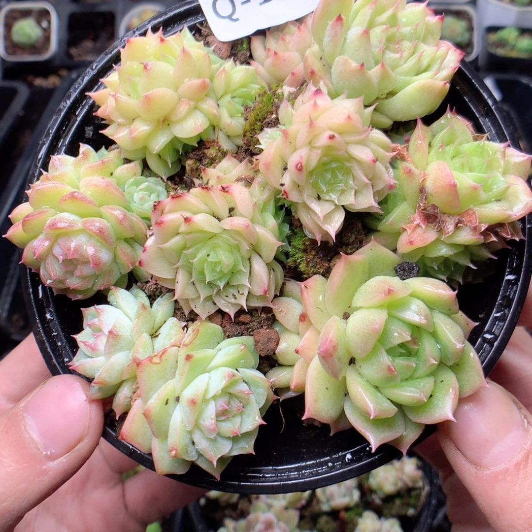 无花朵Q139yyyyyyuuuum