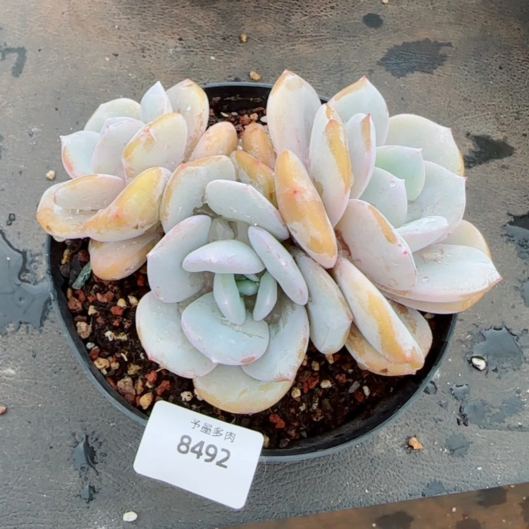 奶茶，8492多肉植物
