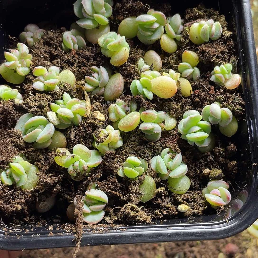 琴心一物一拍158