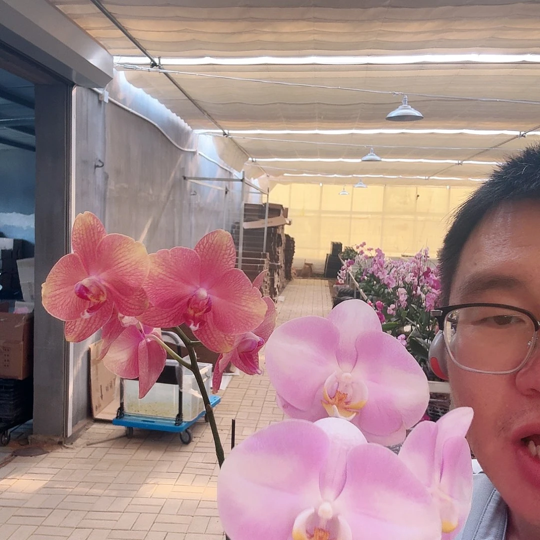 完全开放001彩月➕明星