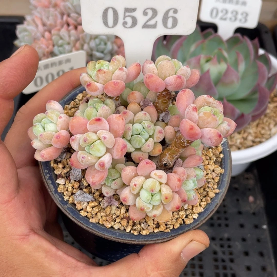 0526罗琦不带盆10厘米