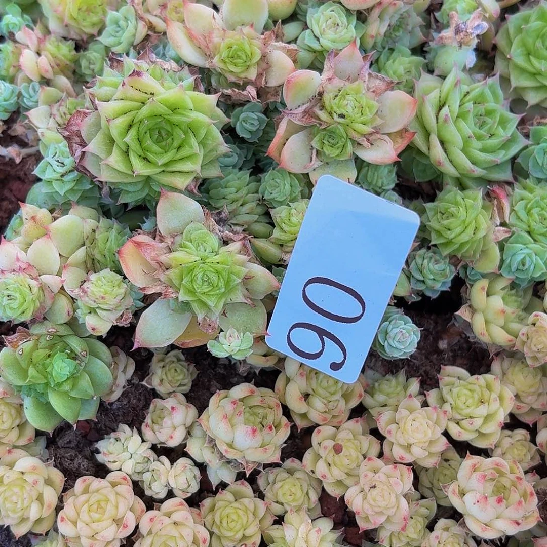 ?****?多肉植物多肉植物90