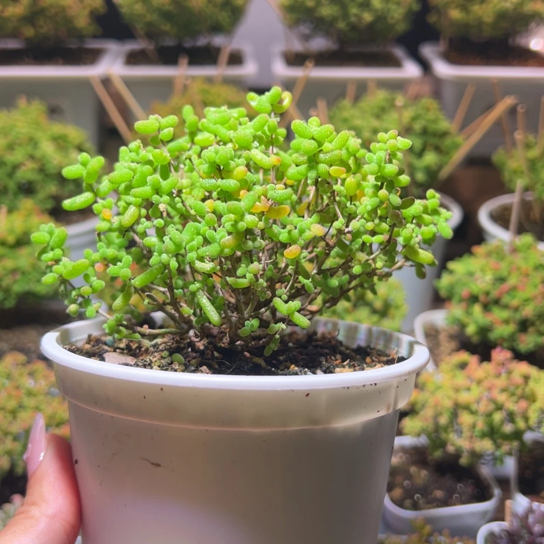 458金桔一物一拍带盆土发货