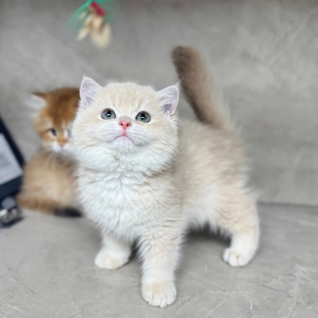 来了姊妹-紫金英短猫 弟弟 J5