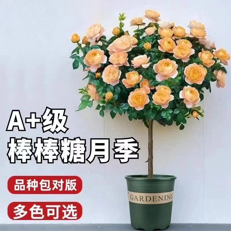 棒棒糖月季花苗四季开花室内外盆栽嫁接多色玫瑰花月季花树