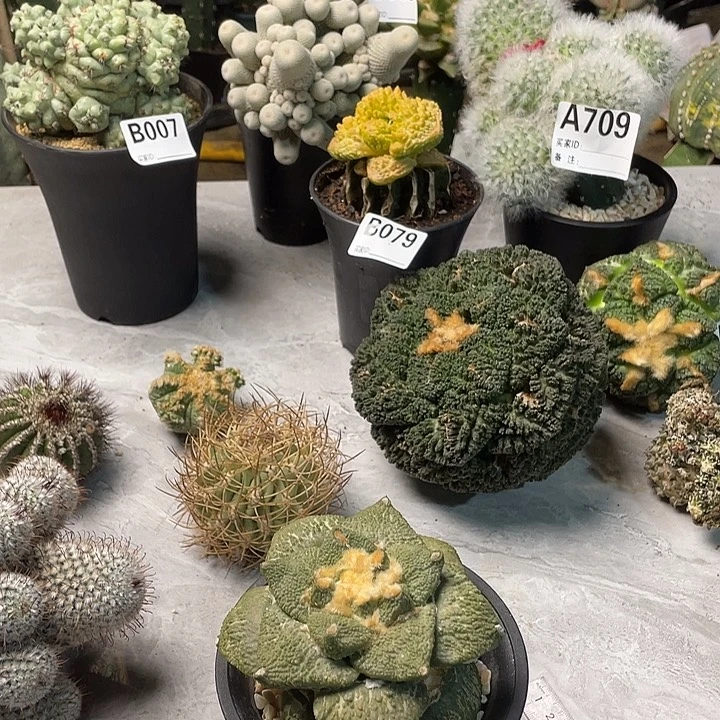 完全开放112怒涛一个仙人球