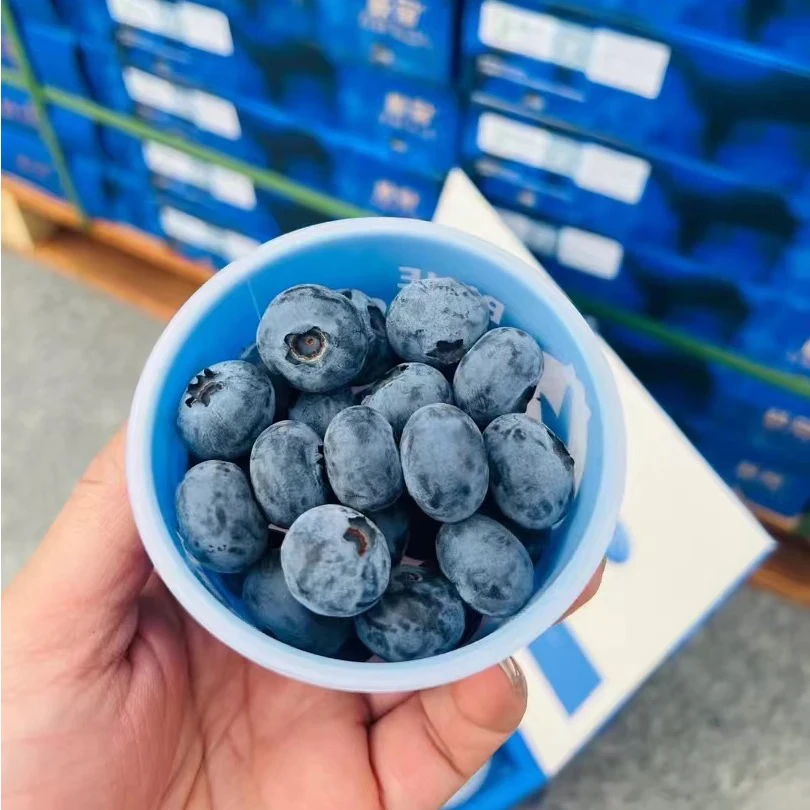 枝冠蓝莓花香蓝莓自带花香孕妇水果云南高山蓝莓