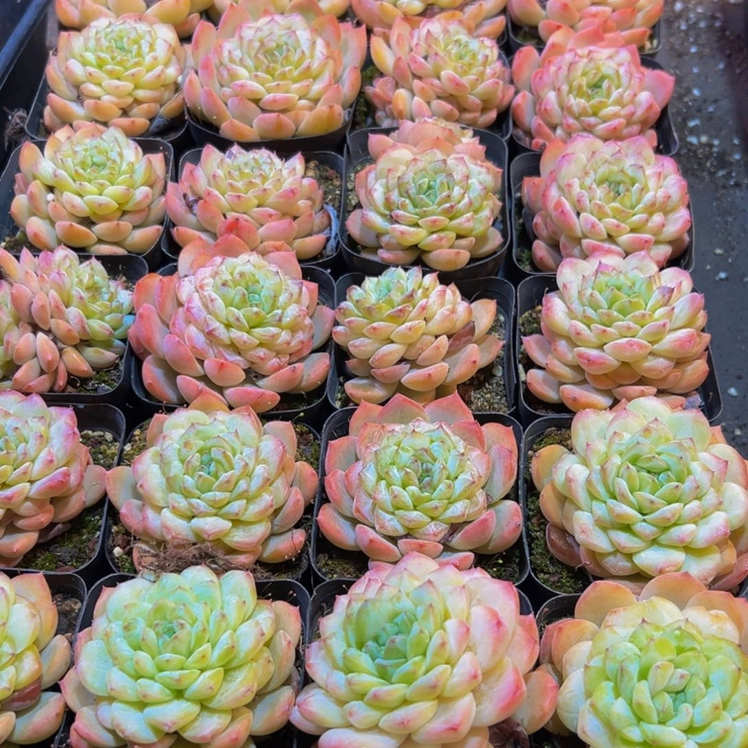 070多人参加会议讨论制定相关