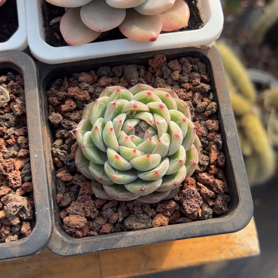 多肉雪花珍妮【非偏远地区满18包邮】