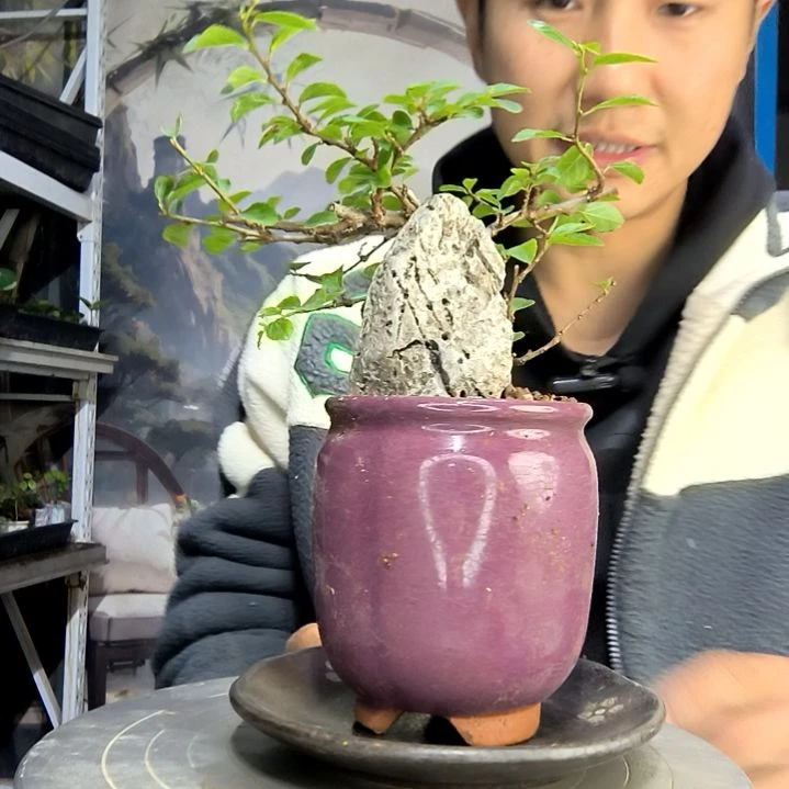 赵***️中青园艺一物一拍49