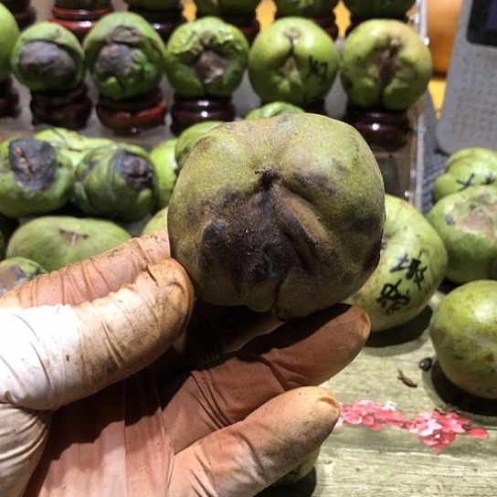 吊坠桃核核桃核桃