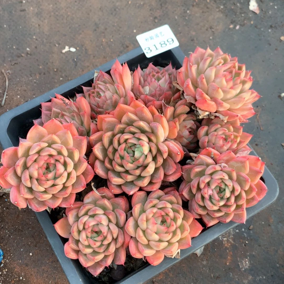 3189杂交多肉植物基地