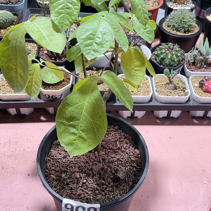 909米尔德扭力没药橄榄