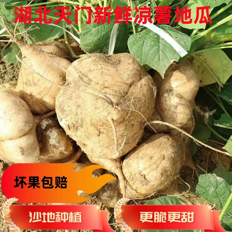 湖北天门地瓜凉薯沙葛地萝卜现挖现发新鲜蔬菜应季地萝卜脆嫩多汁