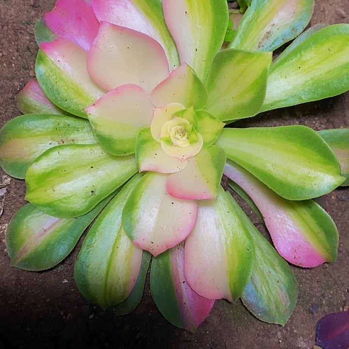 粉体韶华花脸多肉植物