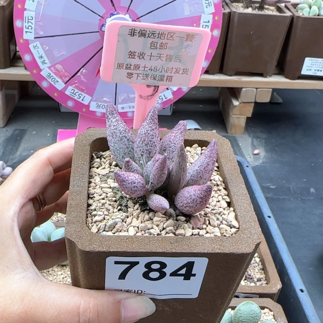 亦*784猪尾巴多肉植物