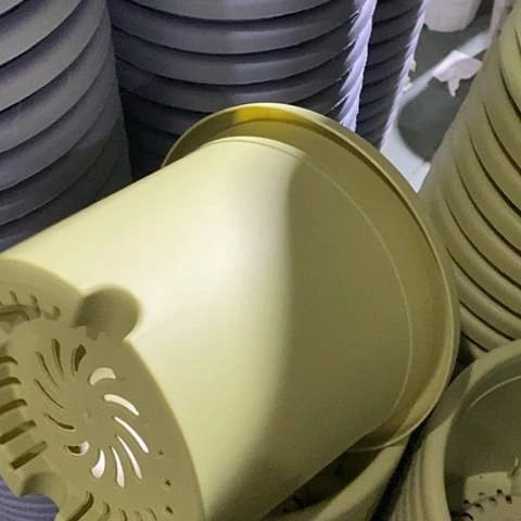 树脂四季3号果绿无托10个特价