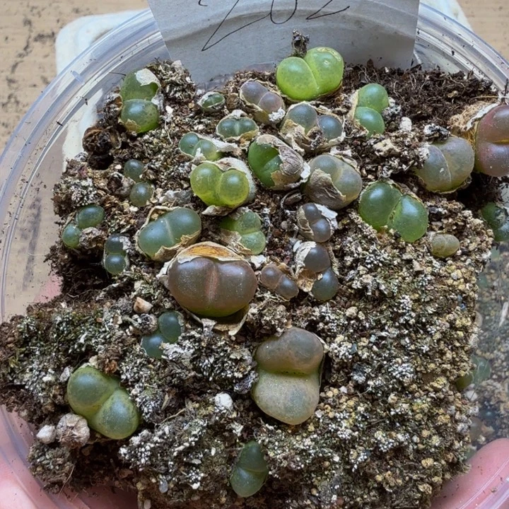 多肉植物的生长发育262