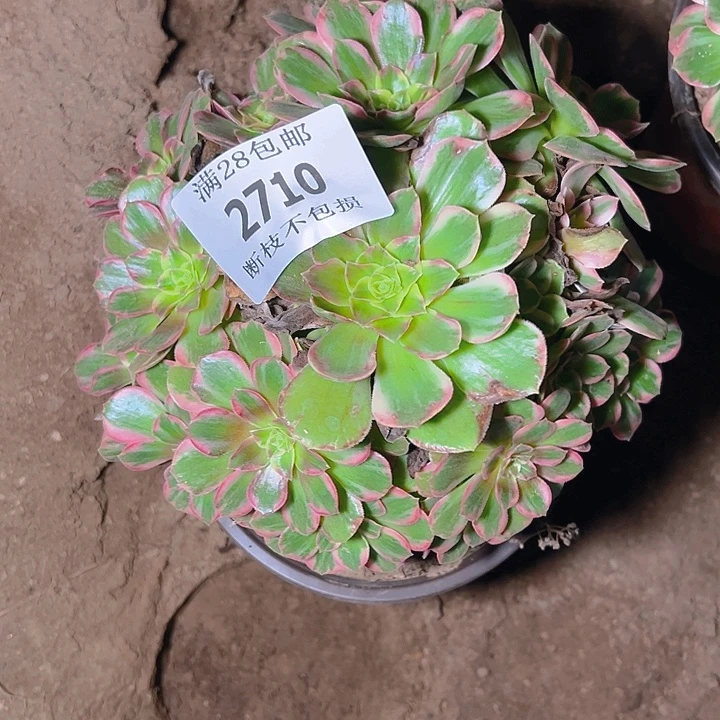 2710安娜多肉植物保护