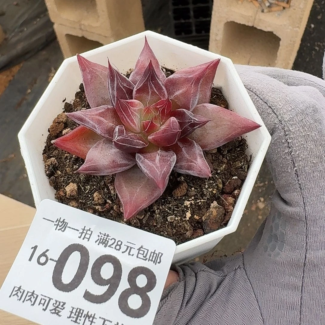 墨韵无盆土发货无盆