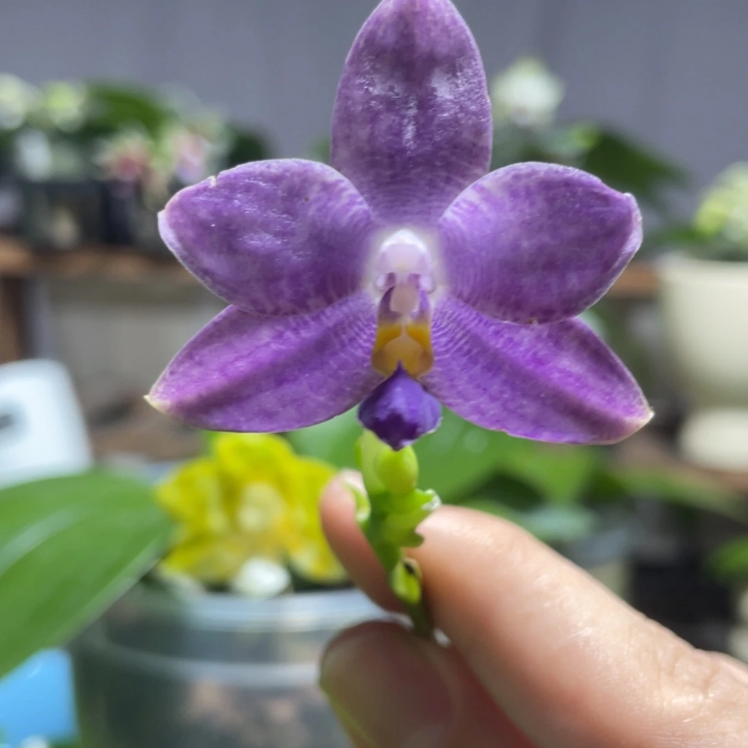 完全开放14叶瑕花期不保