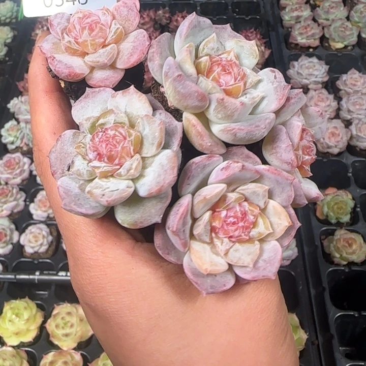 金甸开播福利全场¥9.9包348