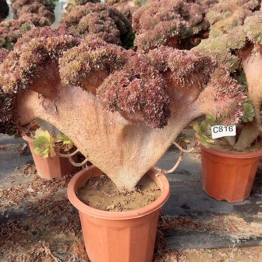 816要追一颗呀呀