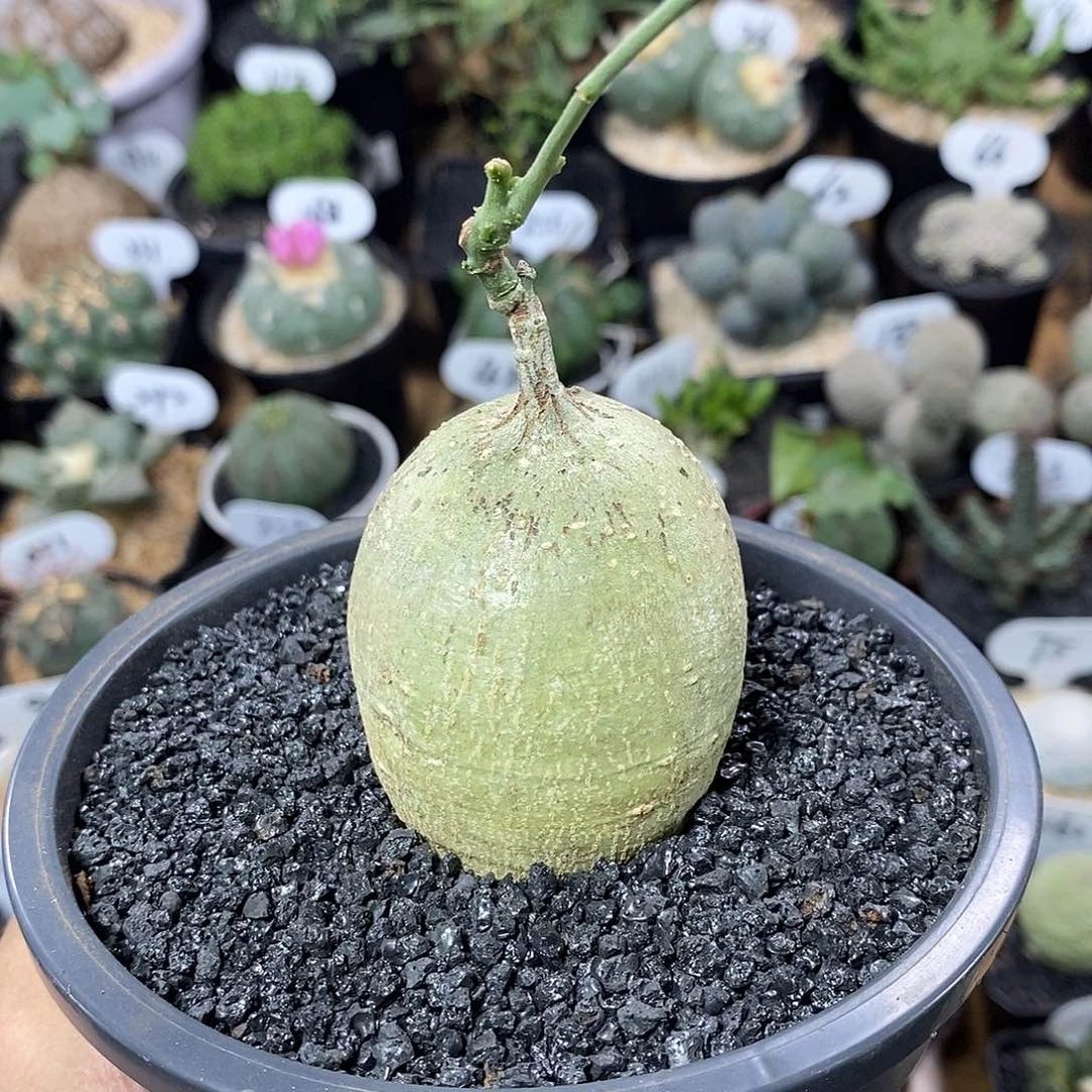 实生彩叶西番莲459号4.6cm