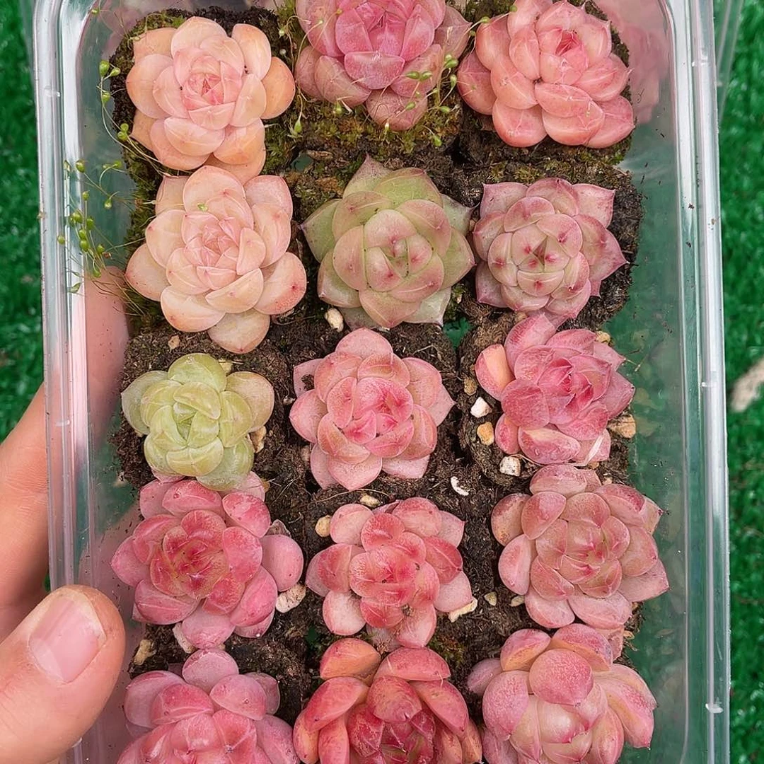 多肉一物一拍27-122