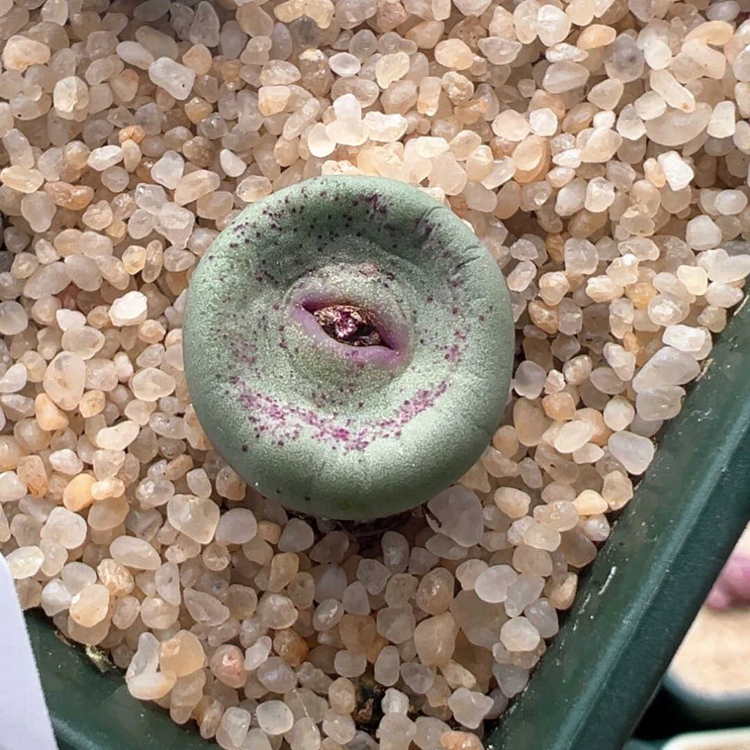 359ssw贝特嘴一颗