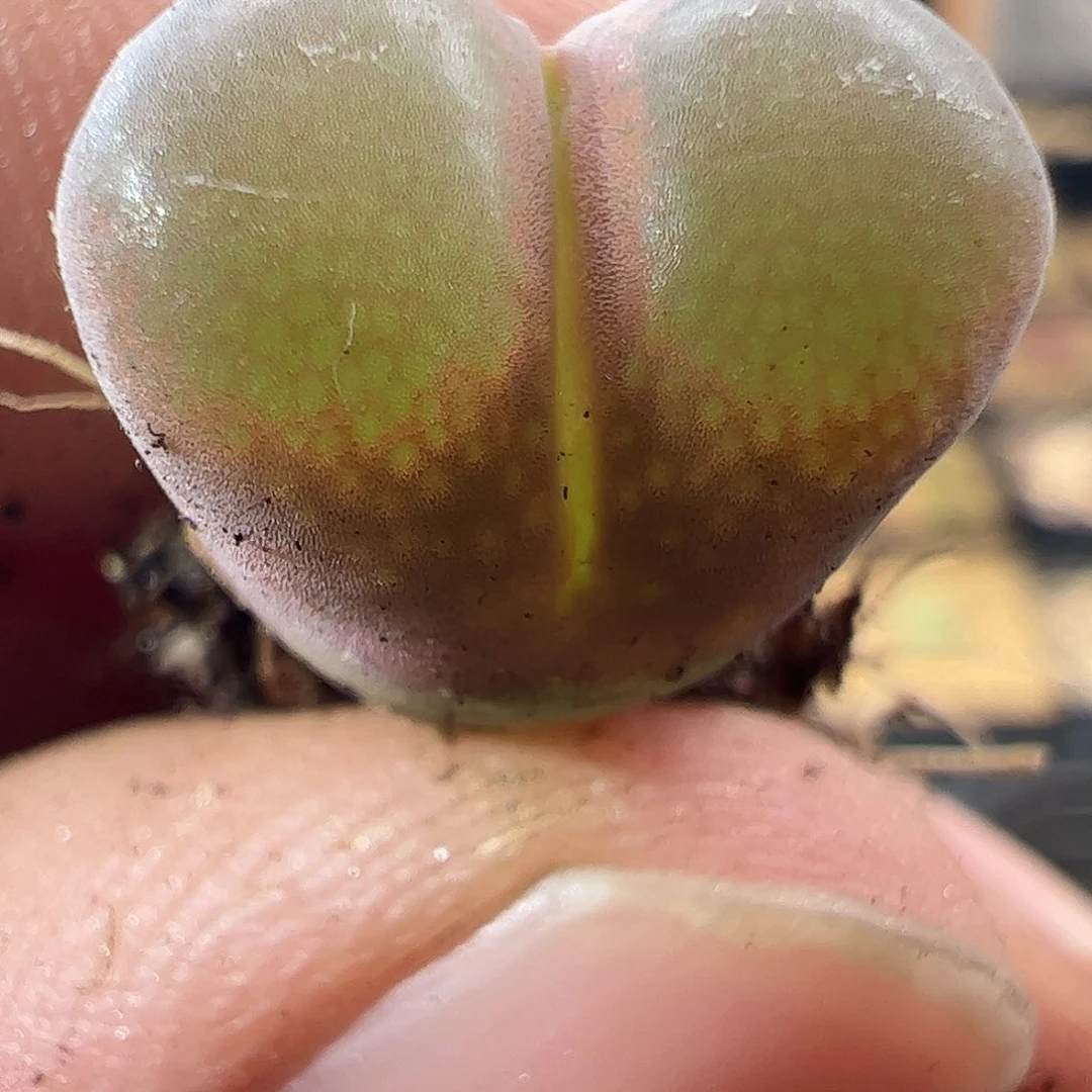 0000464 一物一拍脱土发