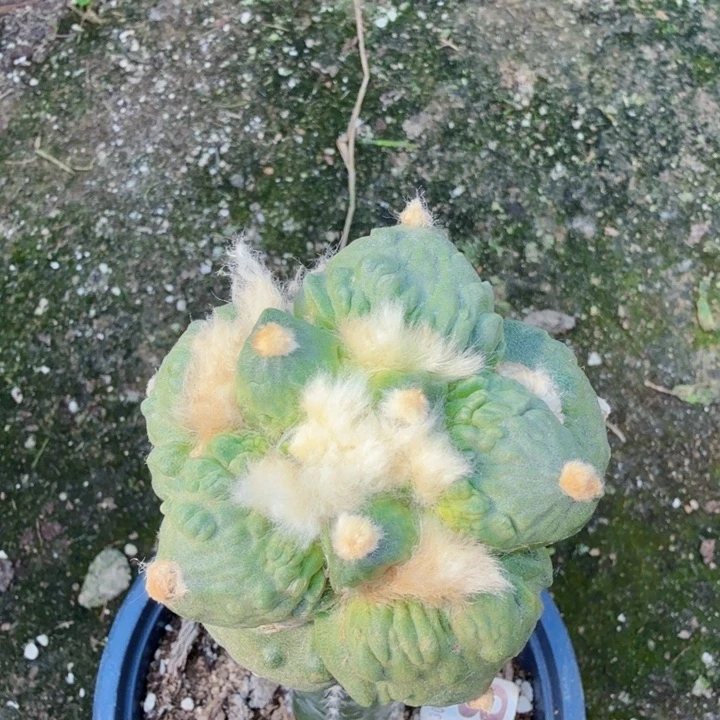 无花朵488栗源怒涛牡丹东二
