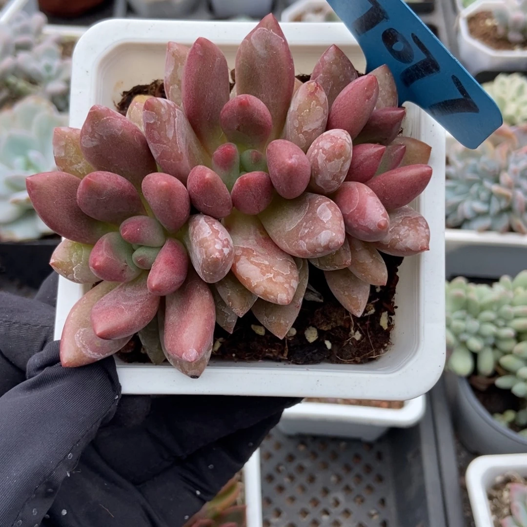 7077桃花源多肉植物