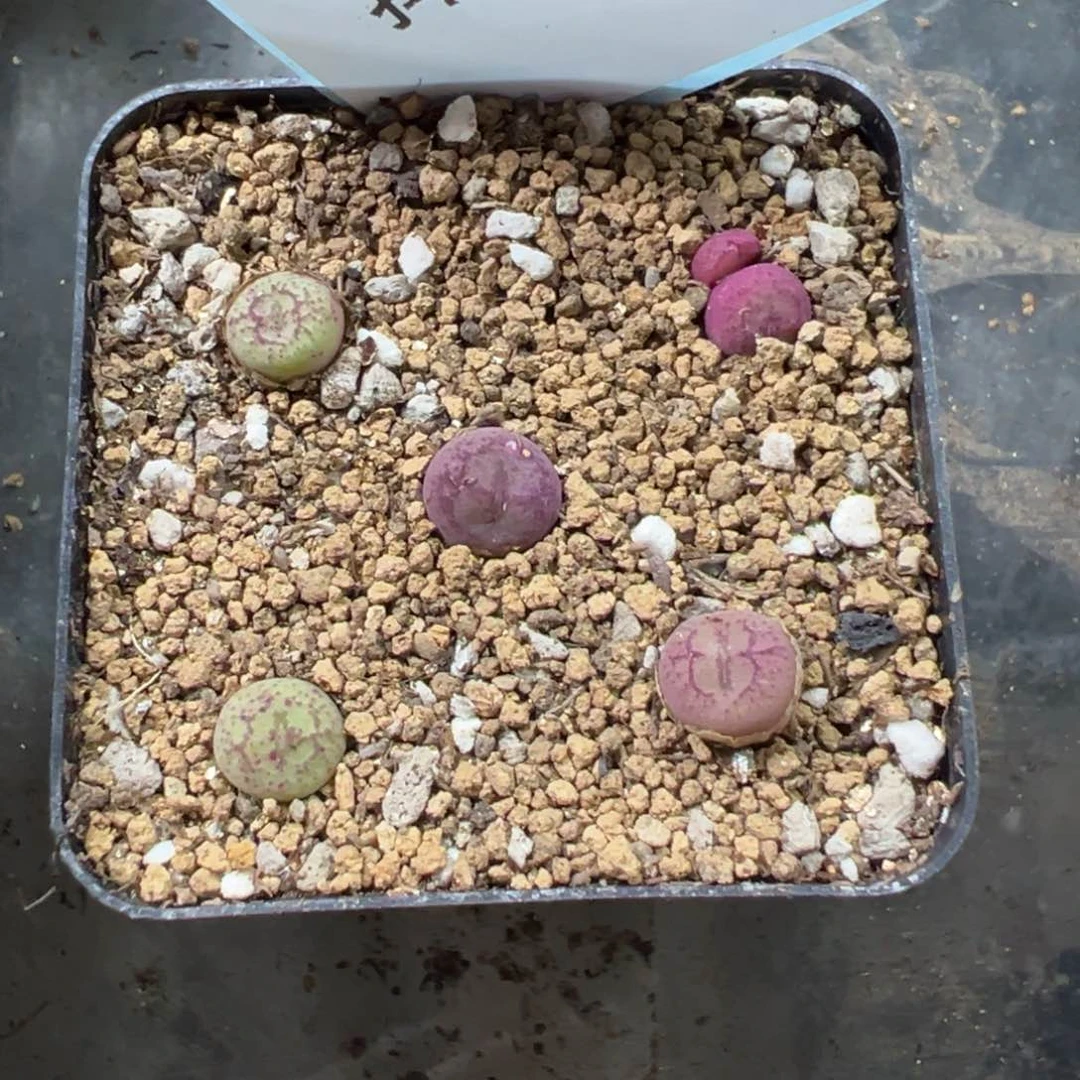 4-138猴脸多肉植物，