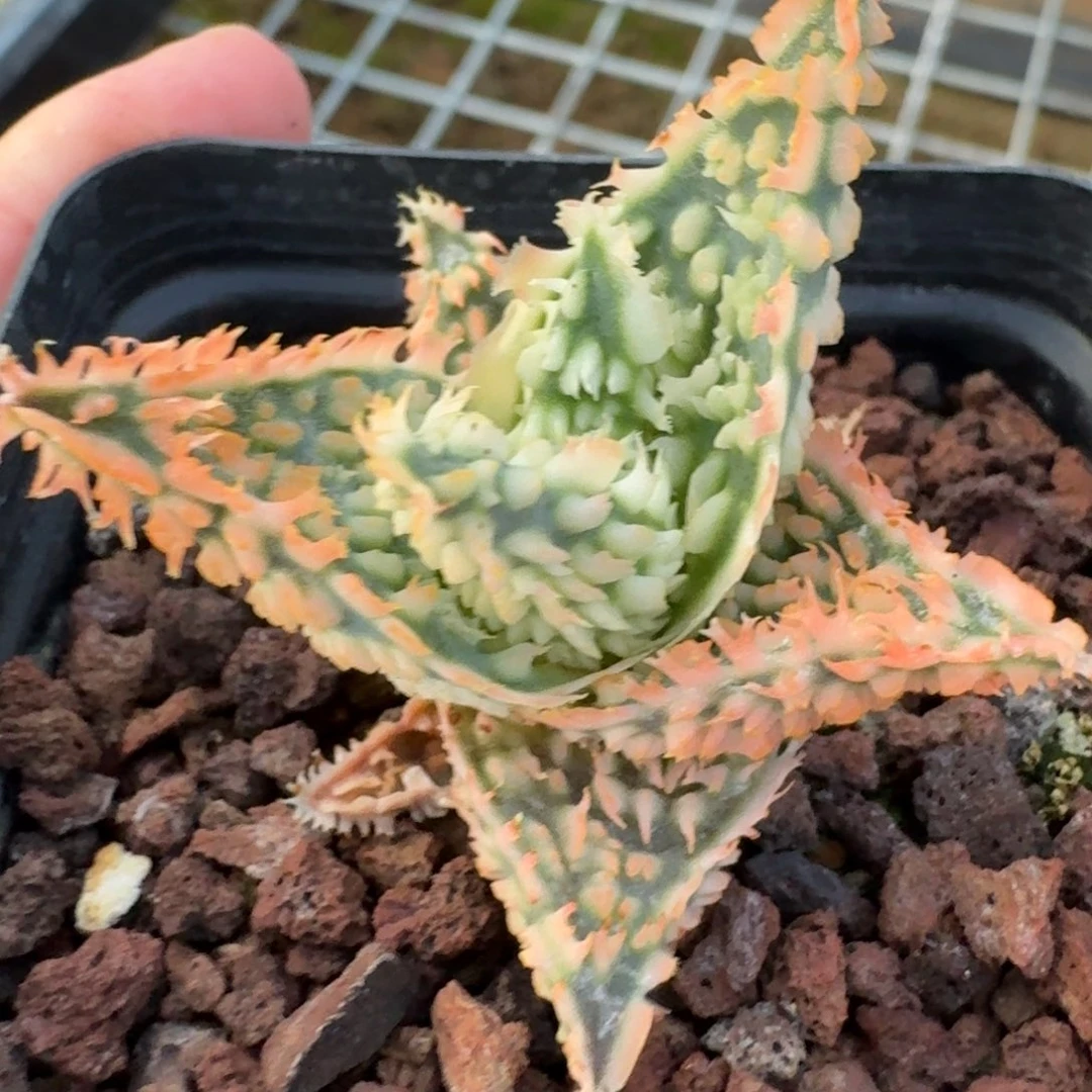 园艺芦荟优选一物一拍多肉