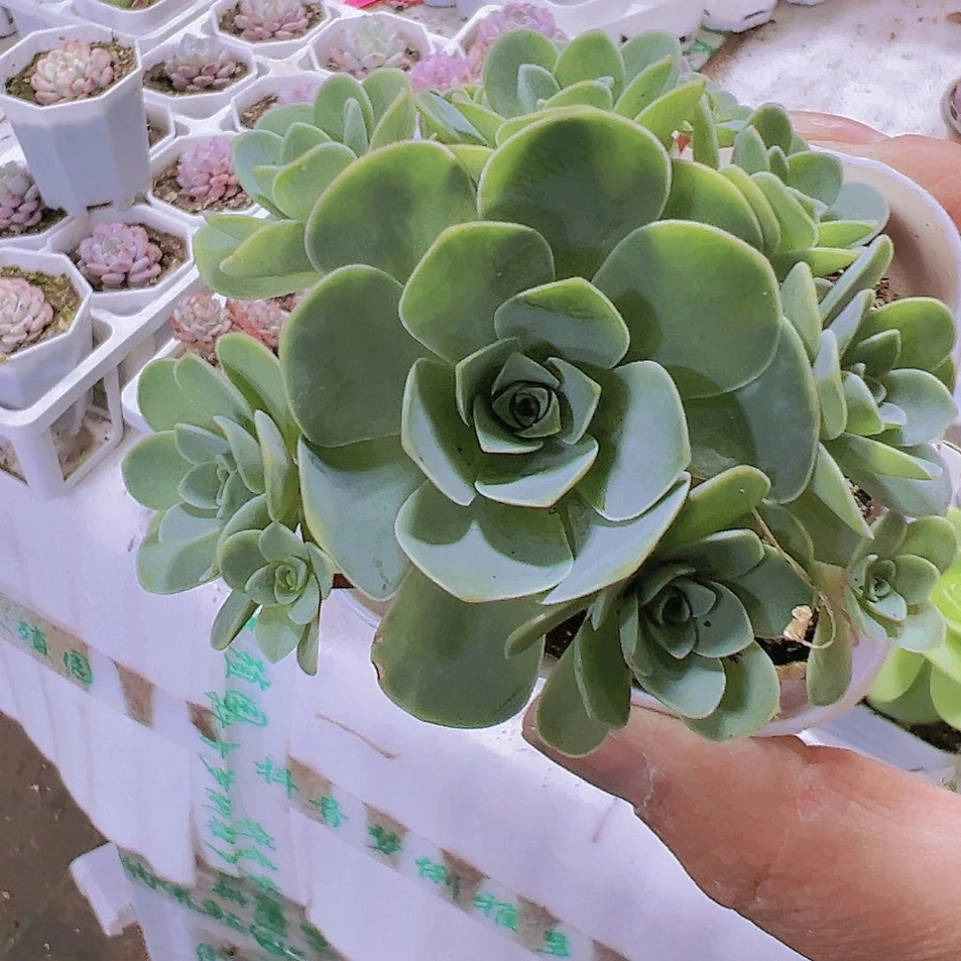 山地玫瑰19包邮多肉