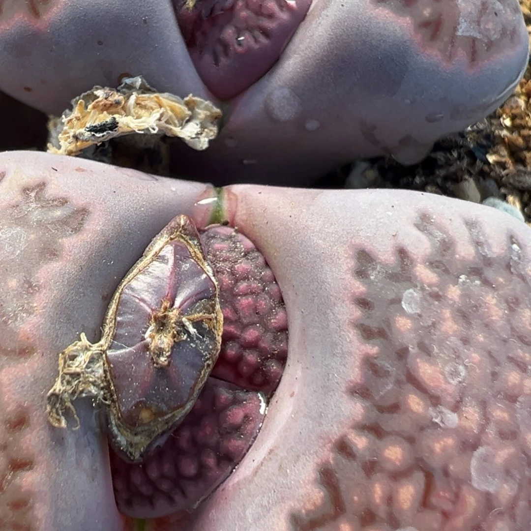 大****国90多肉植物百科知识