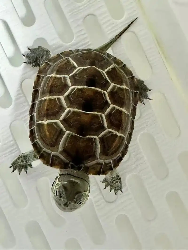 中华草龟宠物活体金线龟黑腹墨龟观赏冷水龟幼苗