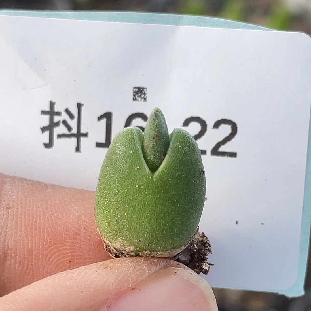 16-22哈默兔多肉植物