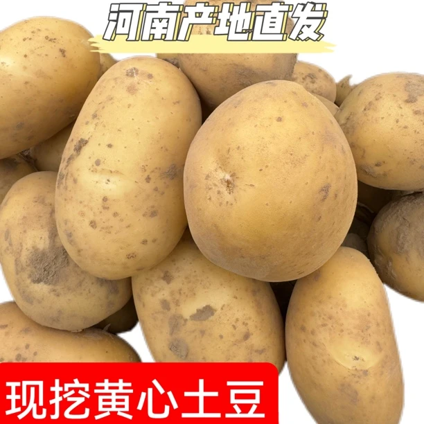 河南老品种黄皮黄心土豆先挖现发马铃薯洋芋产地直发