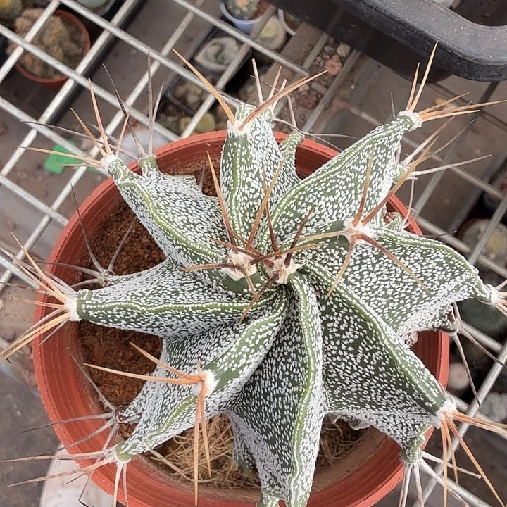 实生大般洛7仙人球