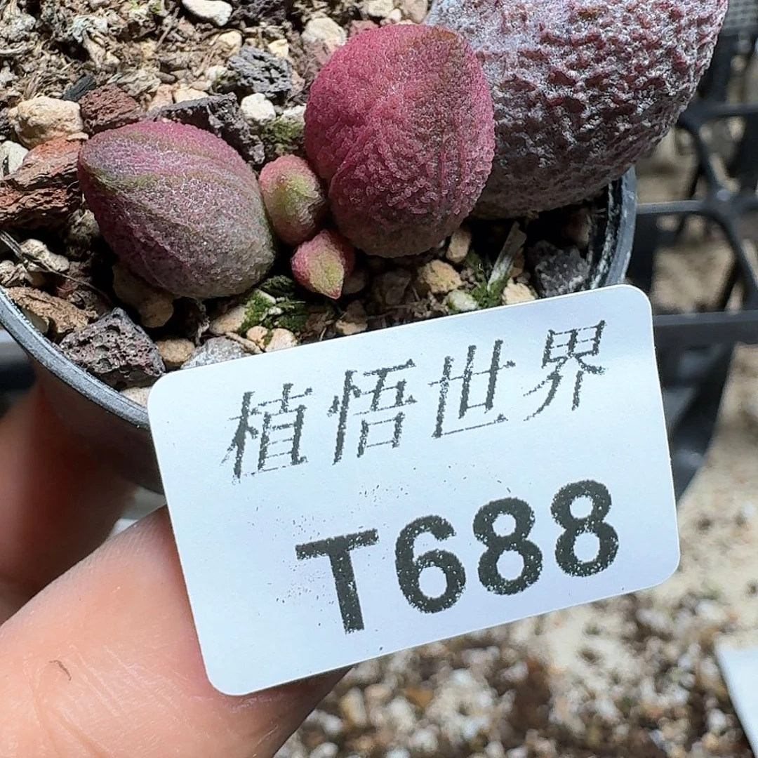 688盒多肉植物哇f g