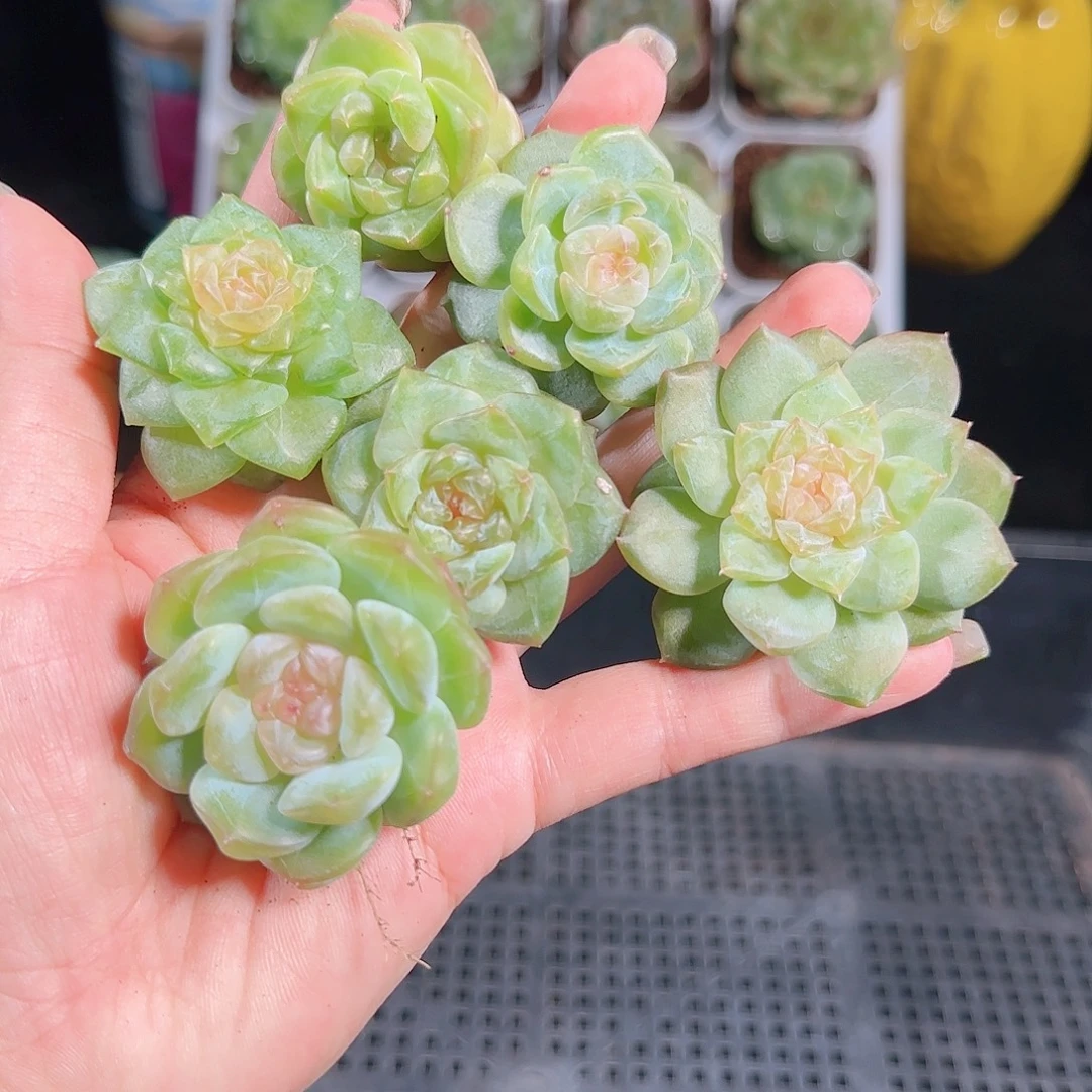 0927-101糖心优选不包整