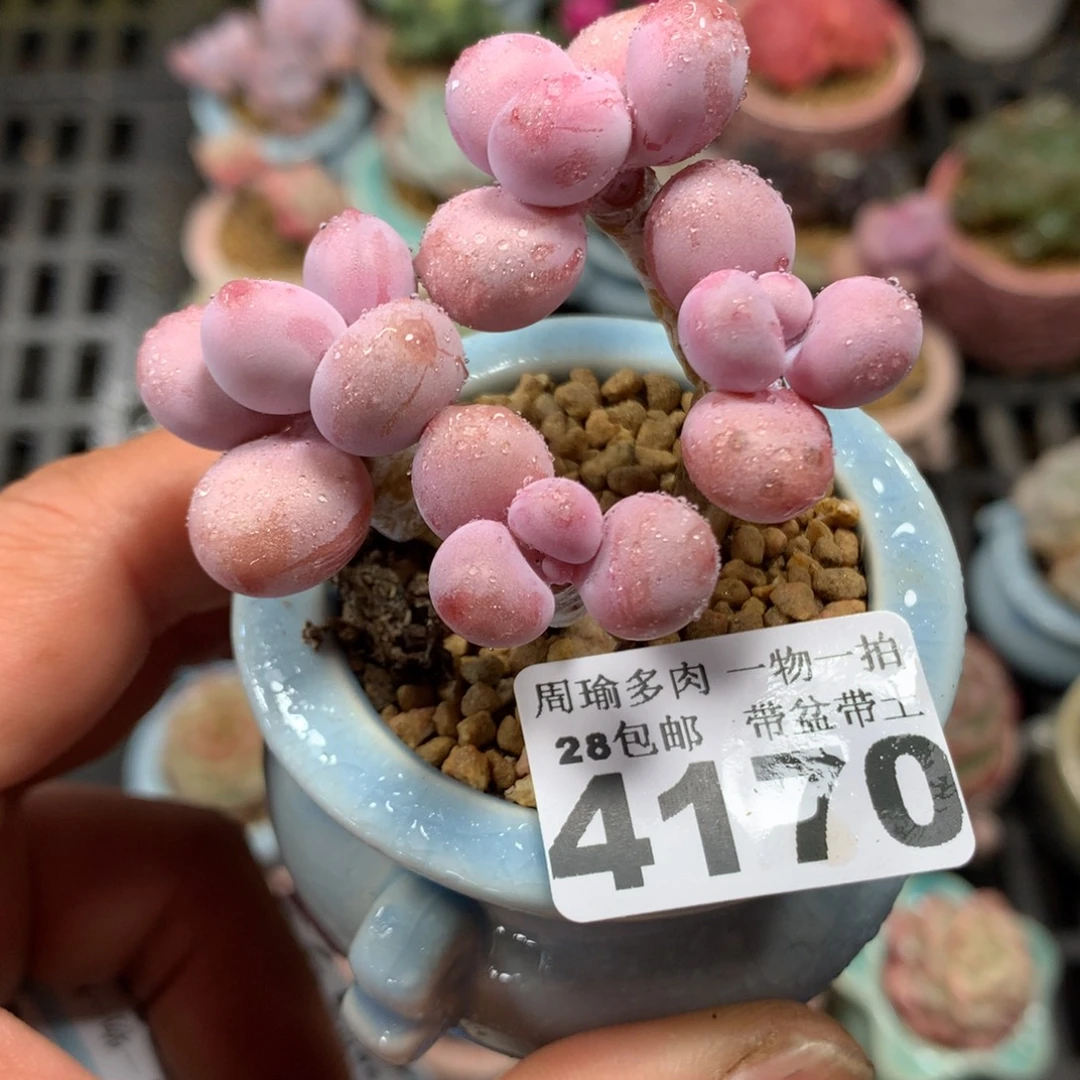 精控多肉植物4170