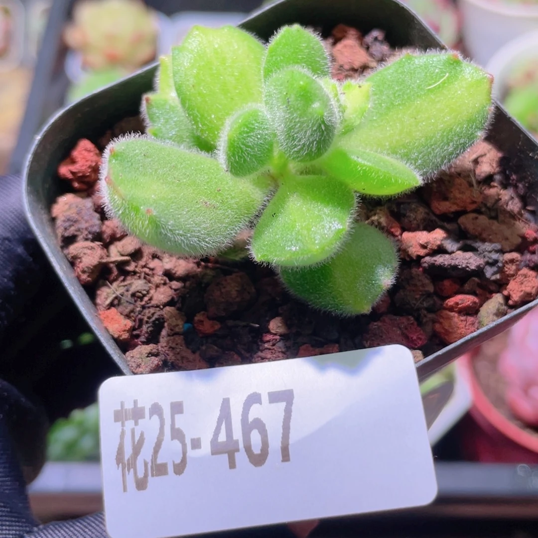 花利美25-467彩熊 不售后