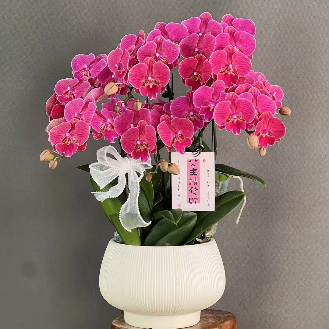 【花木兰】 正红色系中大花花带花剑蝴蝶兰盆栽花卉好养活室内花卉
