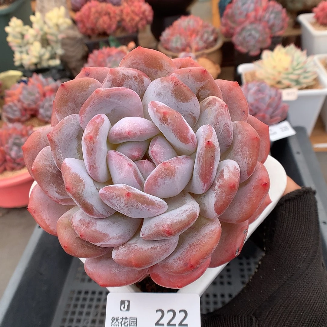 222蒙克多肉植物6666